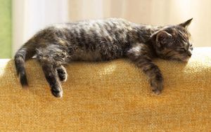 Preview wallpaper kitten, lie, rest