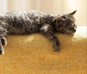 Preview wallpaper kitten, lie, rest