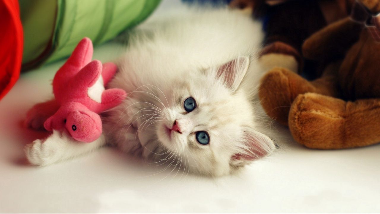 Wallpaper kitten, lie, toy, playful