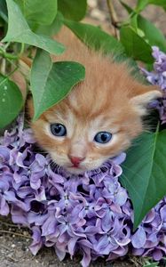 Preview wallpaper kitten, lilac, flowers, branches