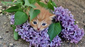 Preview wallpaper kitten, lilac, flowers, branches