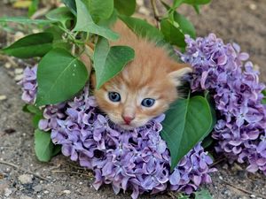 Preview wallpaper kitten, lilac, flowers, branches