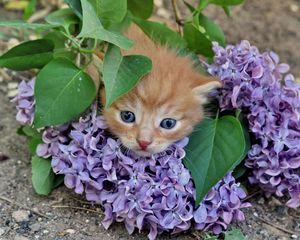 Preview wallpaper kitten, lilac, flowers, branches