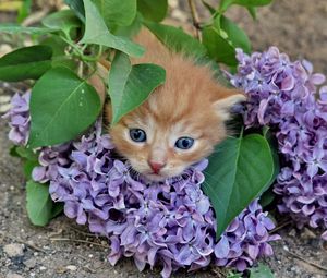 Preview wallpaper kitten, lilac, flowers, branches