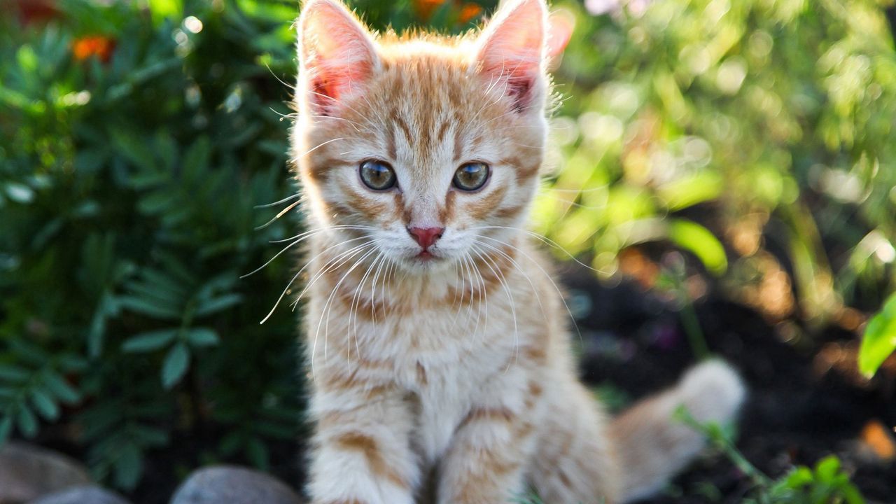 Wallpaper kitten, little, cute
