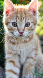 Preview wallpaper kitten, little, cute