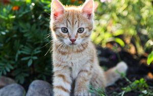 Preview wallpaper kitten, little, cute