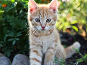 Preview wallpaper kitten, little, cute