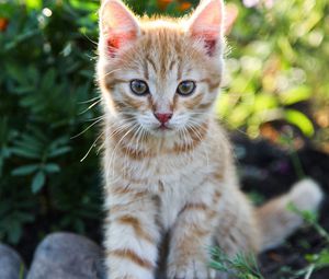Preview wallpaper kitten, little, cute