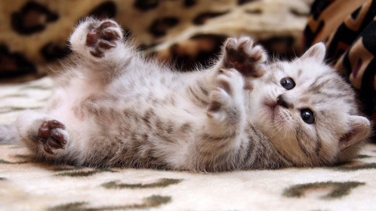 Wallpaper kitten, little, play