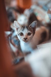 Preview wallpaper kitten, look, cute, baby