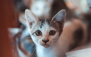 Preview wallpaper kitten, look, cute, baby