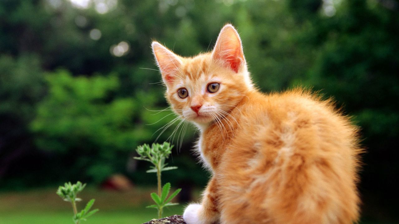Wallpaper kitten, look, grass, striped