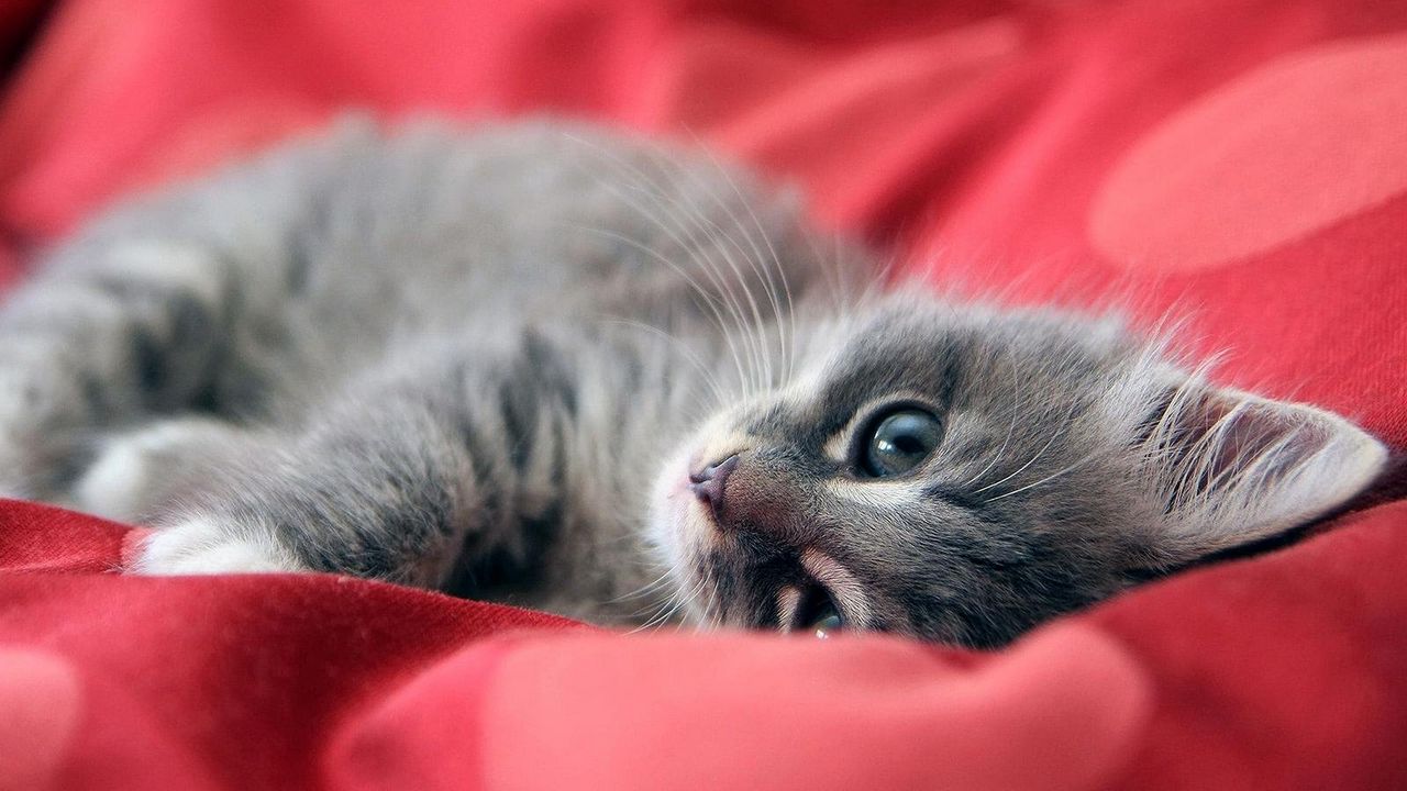 Wallpaper kitten, look, lying, mugs, gray