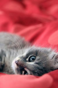 Preview wallpaper kitten, look, lying, mugs, gray