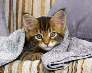 Preview wallpaper kitten, look, sofa, lying