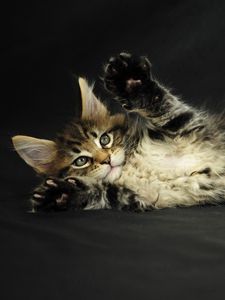 Preview wallpaper kitten, lying, spotted, fluffy
