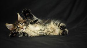 Preview wallpaper kitten, lying, spotted, fluffy