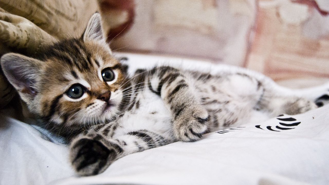 Wallpaper kitten, lying, striped, small, cute