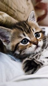 Preview wallpaper kitten, lying, striped, small, cute