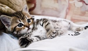 Preview wallpaper kitten, lying, striped, small, cute