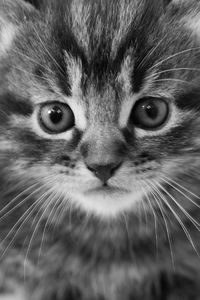 Preview wallpaper kitten, muzzle, black white, fright
