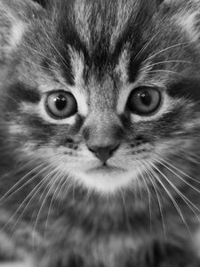Preview wallpaper kitten, muzzle, black white, fright