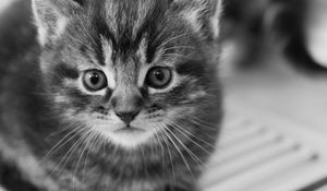 Preview wallpaper kitten, muzzle, black white, fright