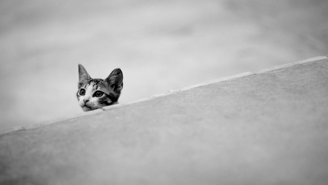 Wallpaper kitten, muzzle, black white, ears