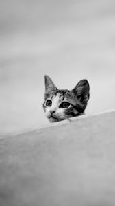 Preview wallpaper kitten, muzzle, black white, ears