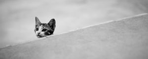 Preview wallpaper kitten, muzzle, black white, ears