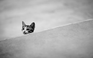 Preview wallpaper kitten, muzzle, black white, ears