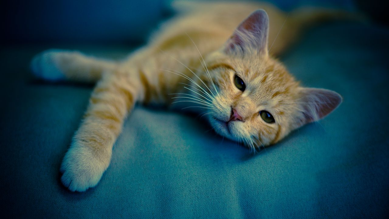 Wallpaper kitten, muzzle, cat, sight, rest, sleepy