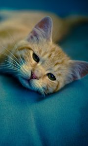 Preview wallpaper kitten, muzzle, cat, sight, rest, sleepy