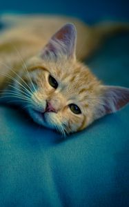 Preview wallpaper kitten, muzzle, cat, sight, rest, sleepy