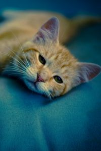 Preview wallpaper kitten, muzzle, cat, sight, rest, sleepy