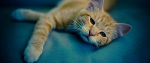 Preview wallpaper kitten, muzzle, cat, sight, rest, sleepy