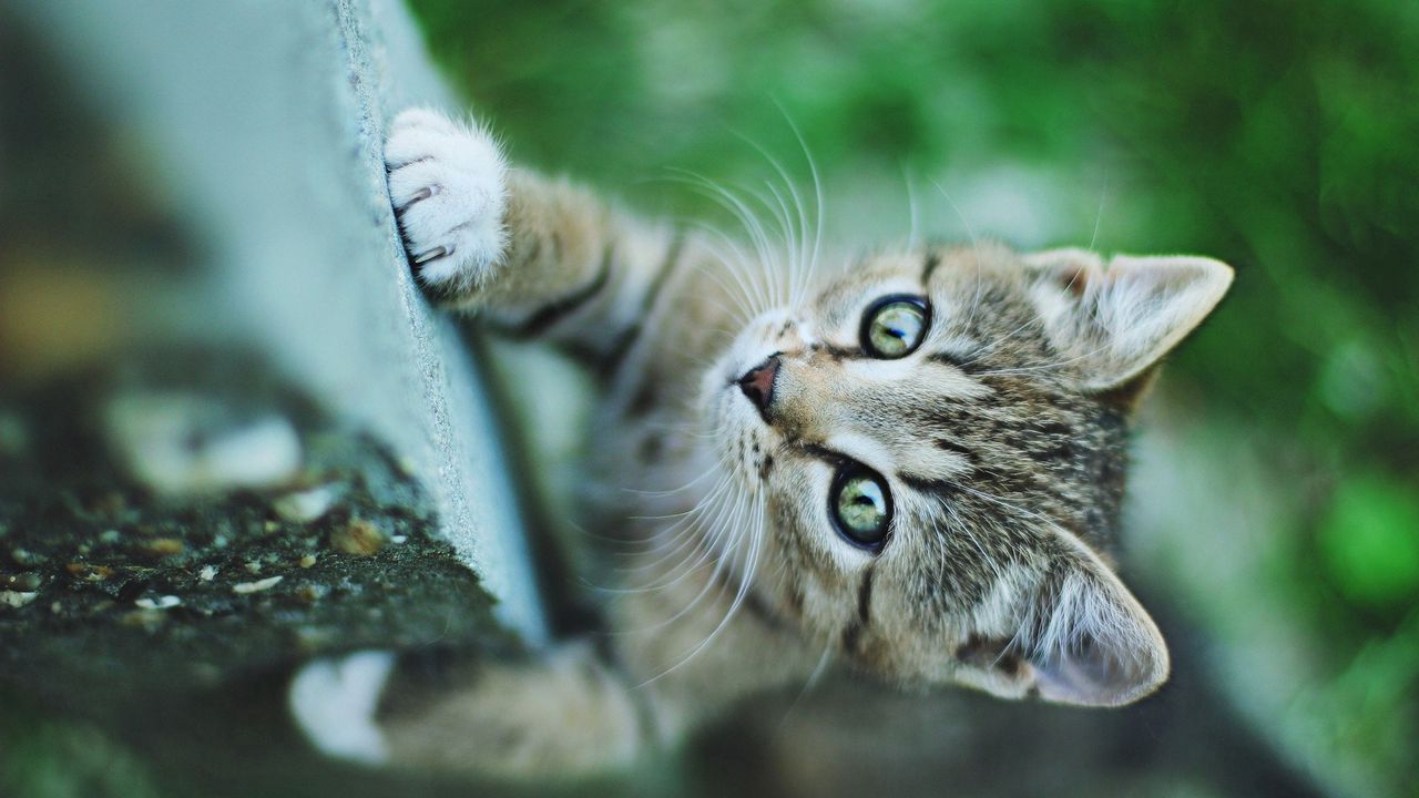 Wallpaper kitten, muzzle, climb, paw
