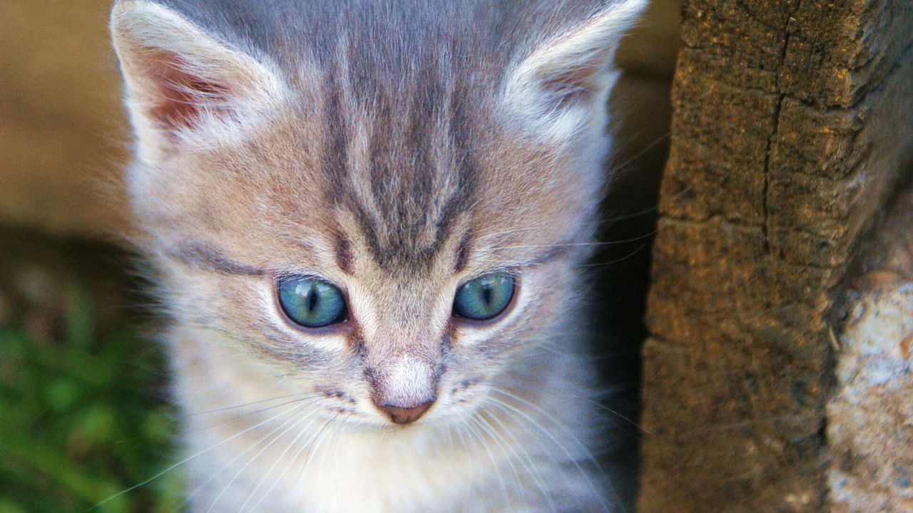 Wallpaper kitten, muzzle, cute