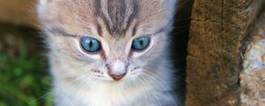 Preview wallpaper kitten, muzzle, cute
