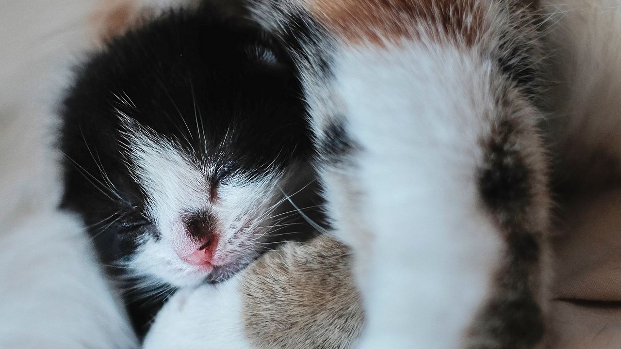 Wallpaper kitten, muzzle, cute, small, cub