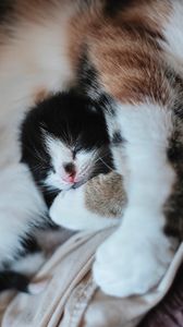 Preview wallpaper kitten, muzzle, cute, small, cub