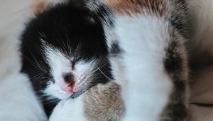 Preview wallpaper kitten, muzzle, cute, small, cub