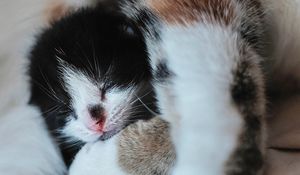 Preview wallpaper kitten, muzzle, cute, small, cub