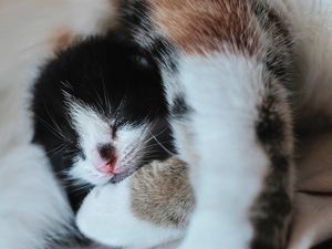 Preview wallpaper kitten, muzzle, cute, small, cub