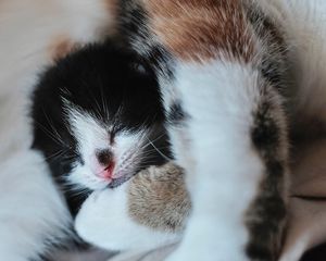 Preview wallpaper kitten, muzzle, cute, small, cub