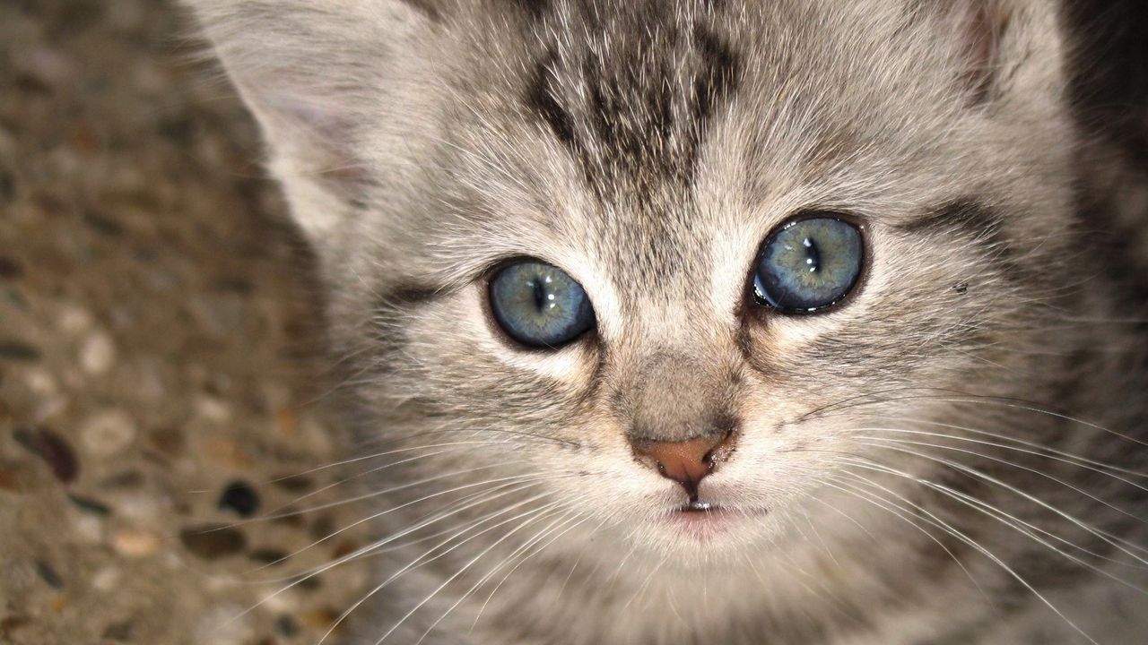 Wallpaper kitten, muzzle, eyes