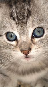 Preview wallpaper kitten, muzzle, eyes