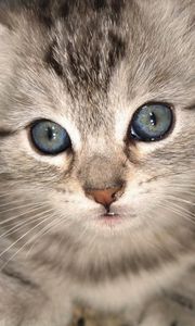 Preview wallpaper kitten, muzzle, eyes