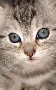 Preview wallpaper kitten, muzzle, eyes